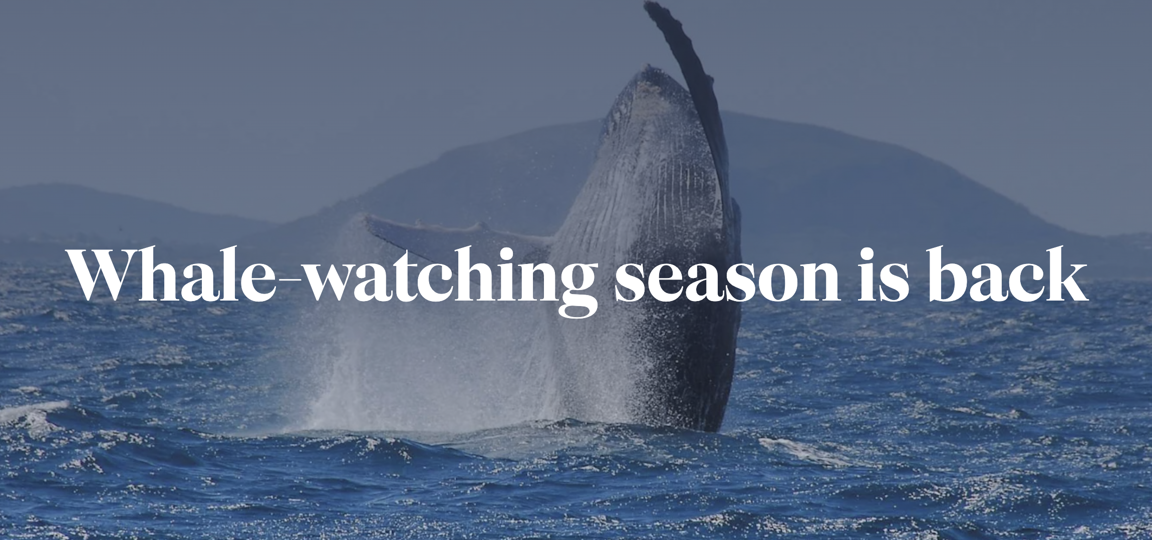 whale watching season is back banner